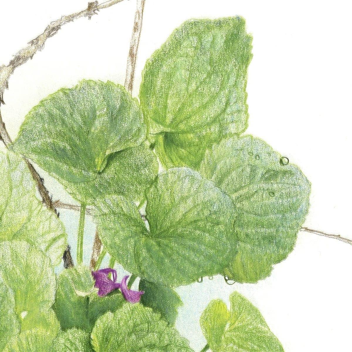 Purple Violets - Framed Print | Artwork by Glen Loates
