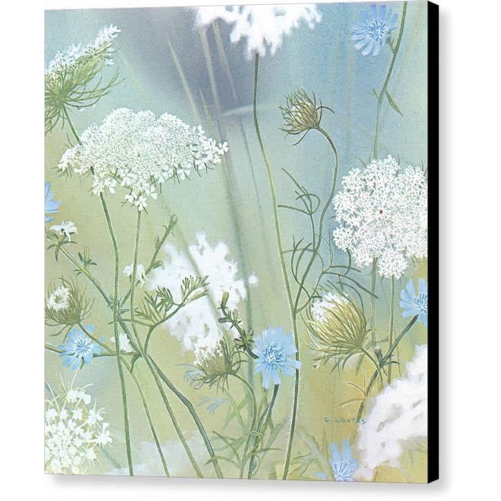 Queen Annes Lace - Canvas Print | Artwork by Glen Loates