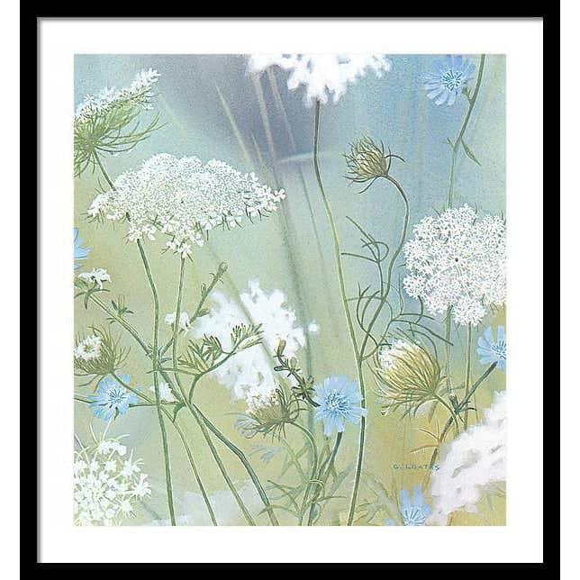 Queen Annes Lace - Framed Print | Artwork by Glen Loates