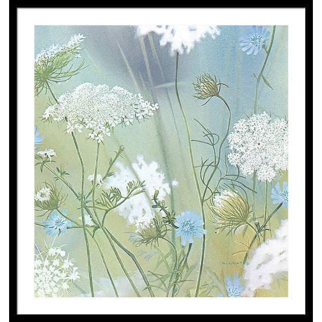 Queen Annes Lace - Framed Print | Artwork by Glen Loates