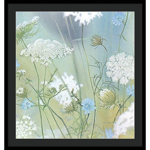Queen Annes Lace - Framed Print | Artwork by Glen Loates