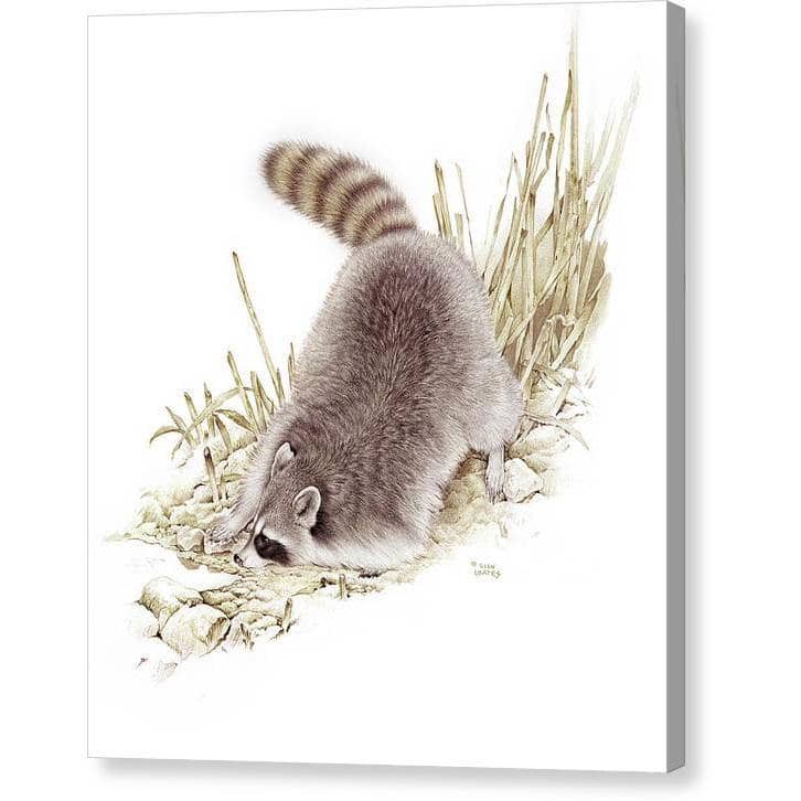 Raccoon - Canvas Print | Artwork by Glen Loates