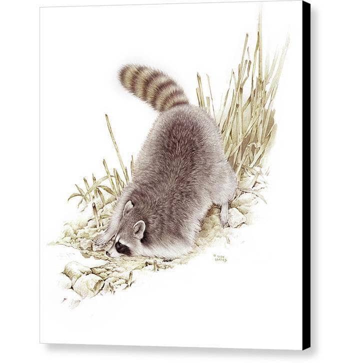 Raccoon - Canvas Print | Artwork by Glen Loates