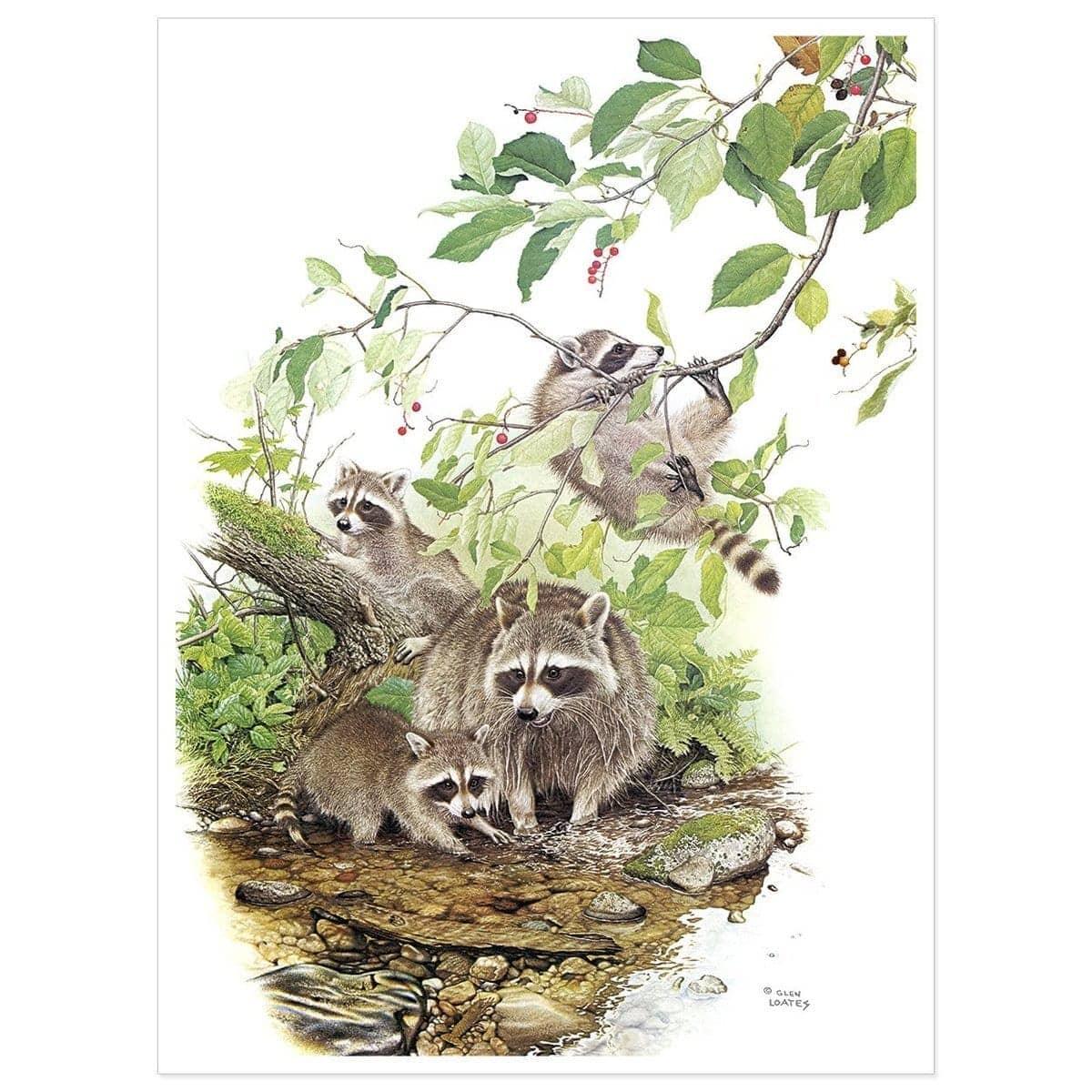 Raccoon Family - Art Print | Artwork by Glen Loates