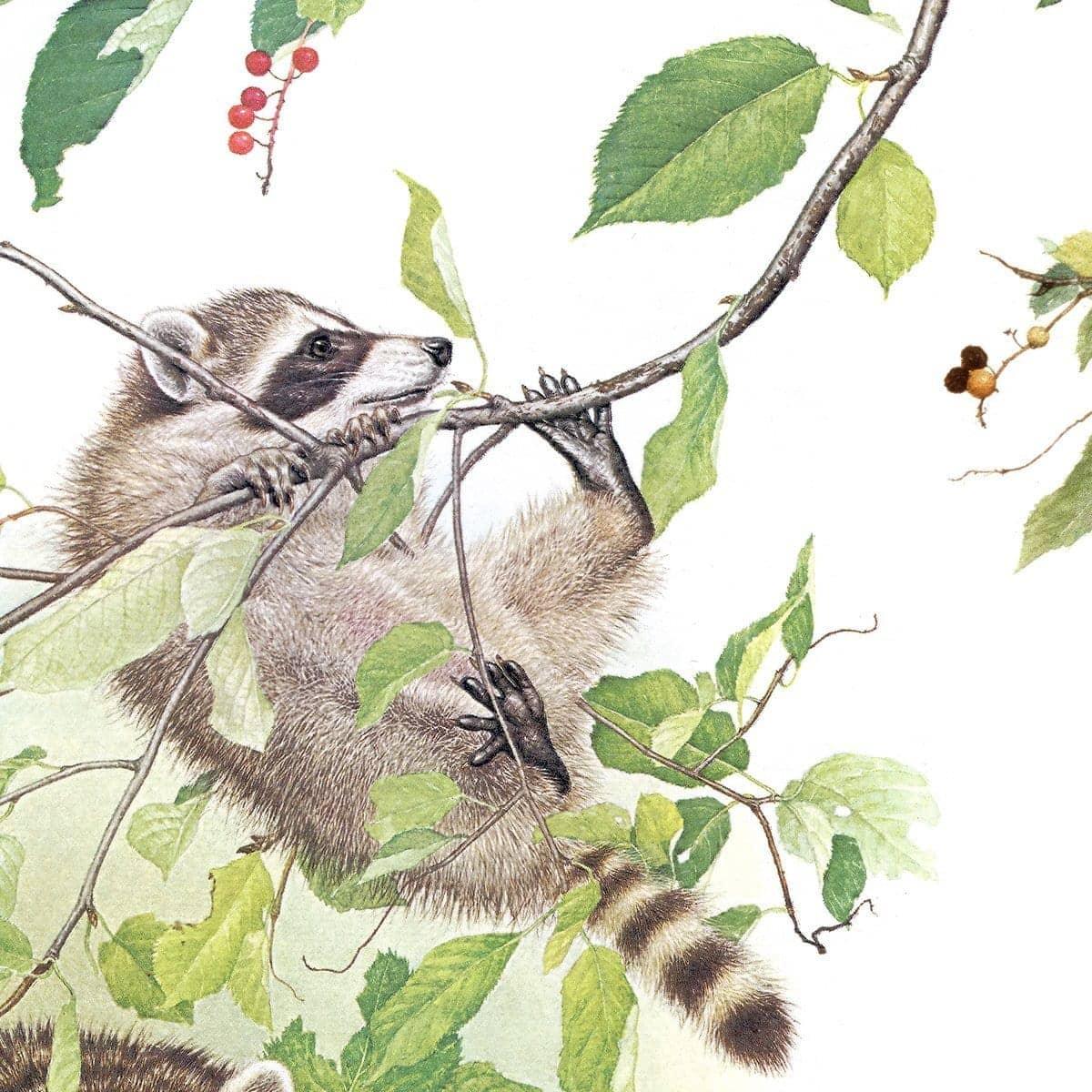 Raccoon Family - Art Print | Artwork by Glen Loates