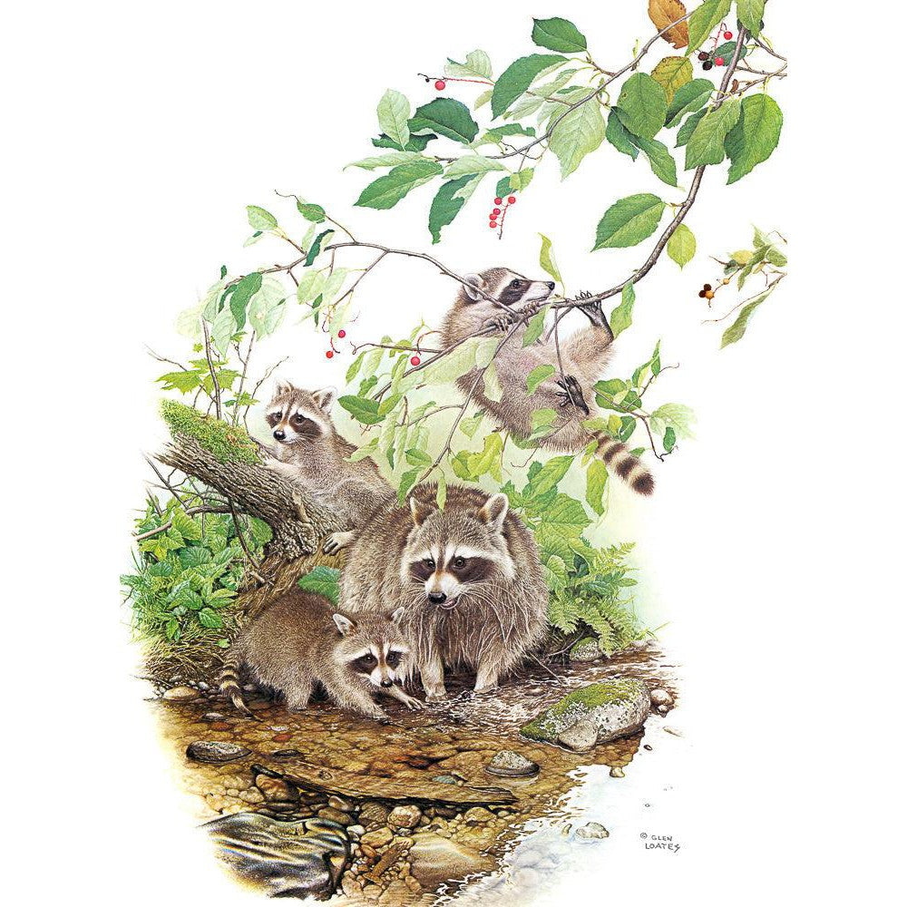 Raccoon Family - Art Print | Artwork by Glen Loates