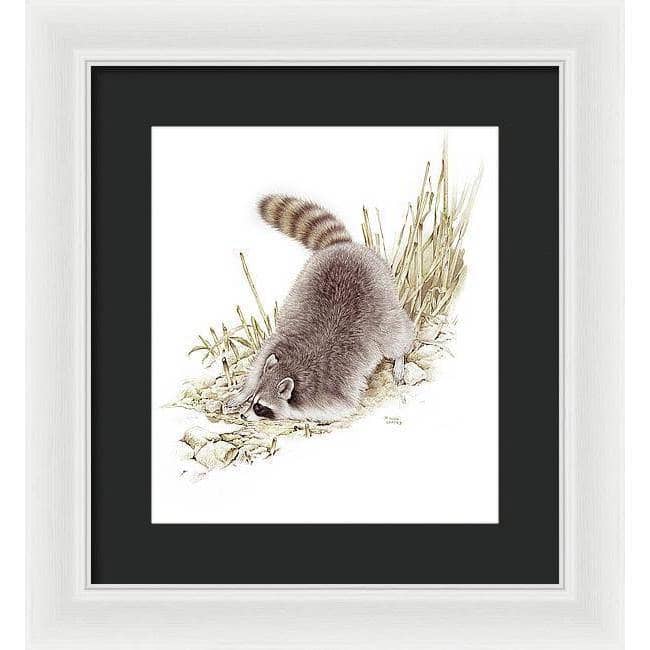 Raccoon - Framed Print | Artwork by Glen Loates