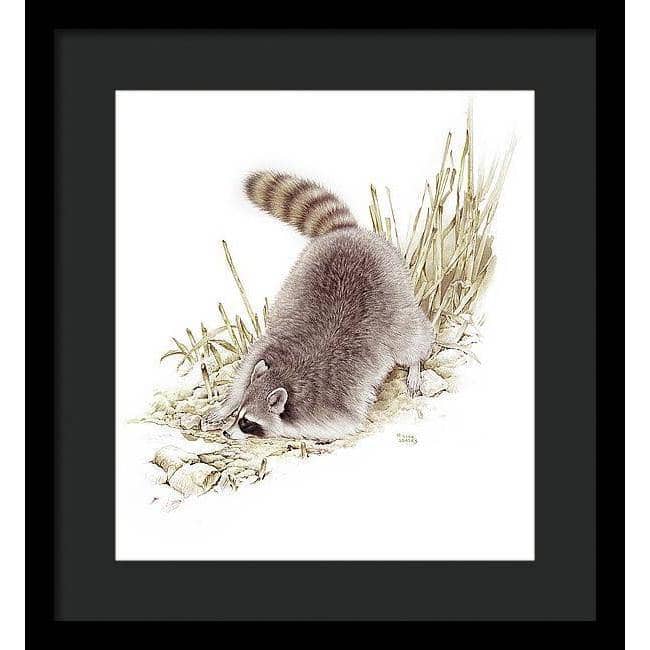 Raccoon - Framed Print | Artwork by Glen Loates