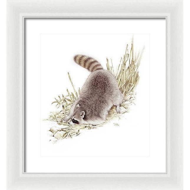 Raccoon - Framed Print | Artwork by Glen Loates