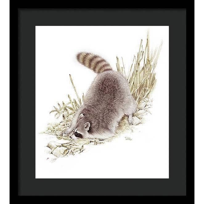 Raccoon - Framed Print | Artwork by Glen Loates