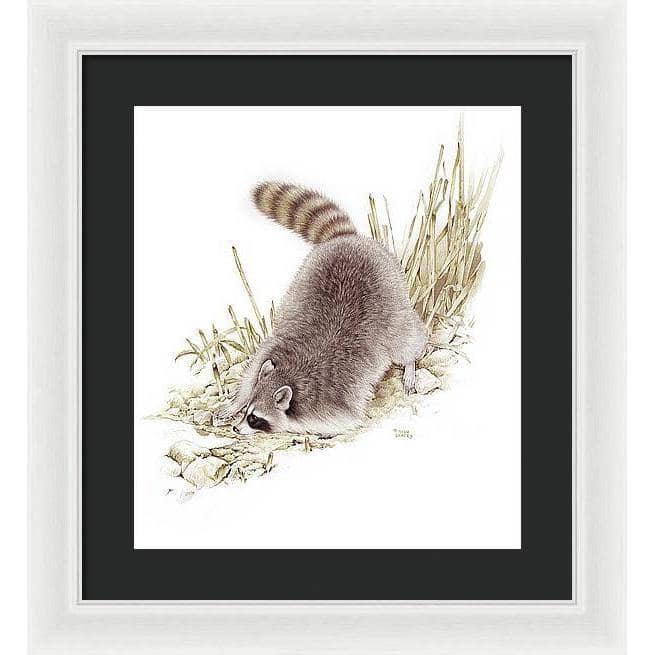 Raccoon - Framed Print | Artwork by Glen Loates