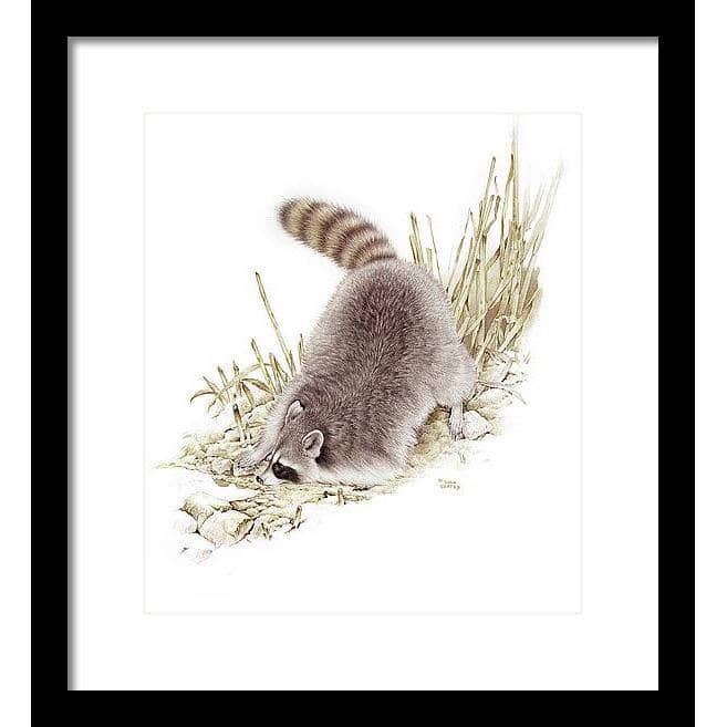Raccoon - Framed Print | Artwork by Glen Loates