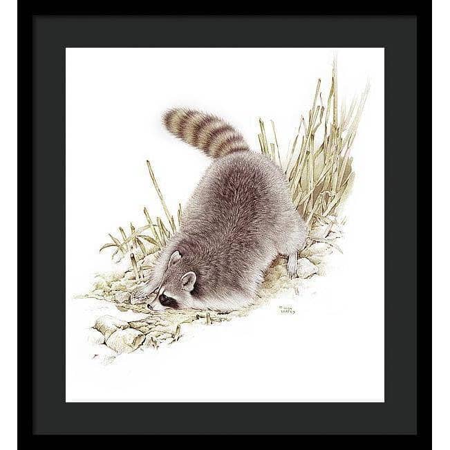 Raccoon - Framed Print | Artwork by Glen Loates