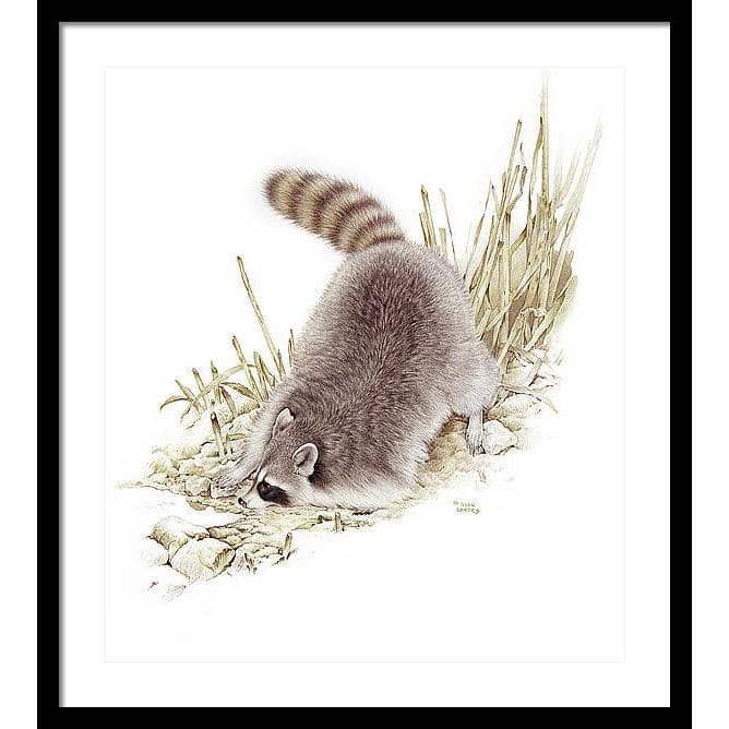 Raccoon - Framed Print | Artwork by Glen Loates