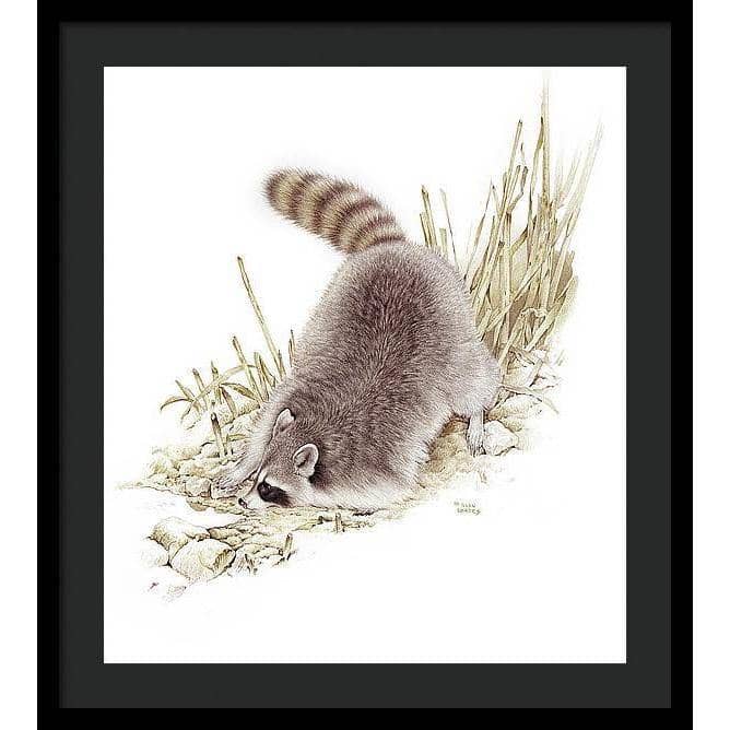 Raccoon - Framed Print | Artwork by Glen Loates