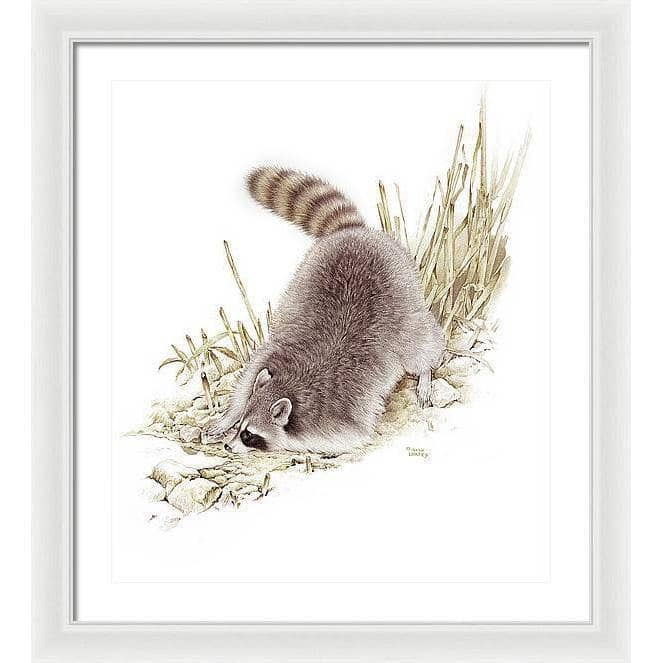 Raccoon - Framed Print | Artwork by Glen Loates