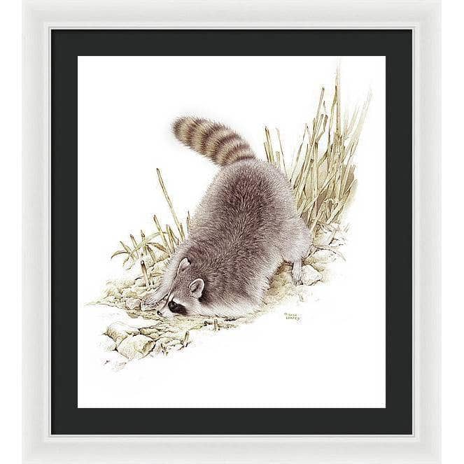 Raccoon - Framed Print | Artwork by Glen Loates