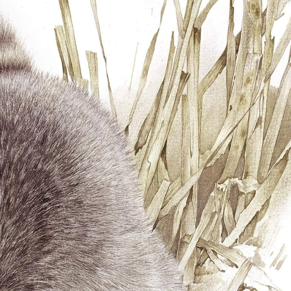 Raccoon - Framed Print | Artwork by Glen Loates