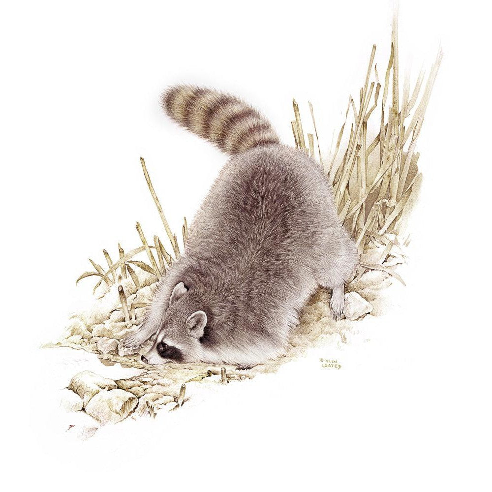 Raccoon - Framed Print | Artwork by Glen Loates