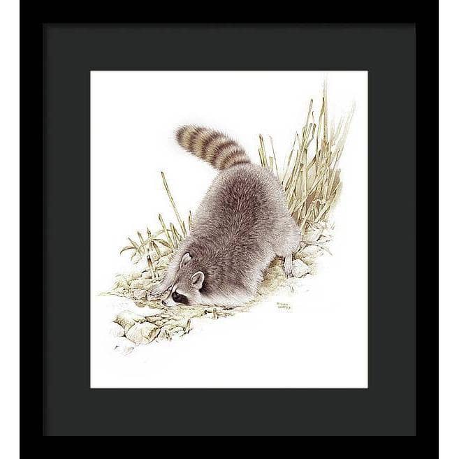 Raccoon - Framed Print | Artwork by Glen Loates