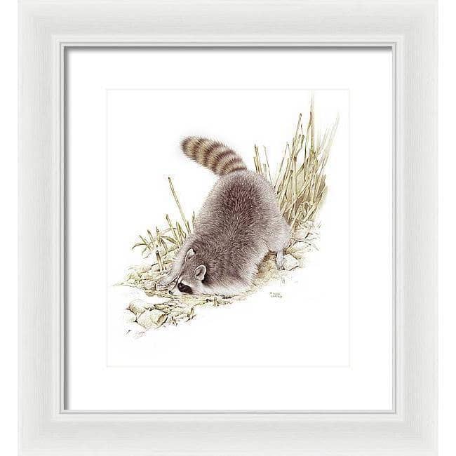Raccoon - Framed Print | Artwork by Glen Loates