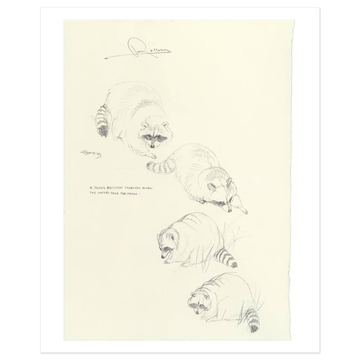 Raccoon Study - Art Print | Artwork by Glen Loates