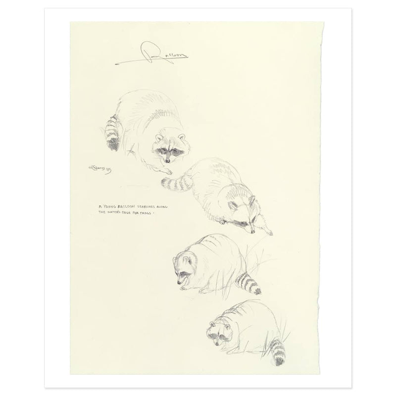 Raccoon Study - Art Print | Artwork by Glen Loates
