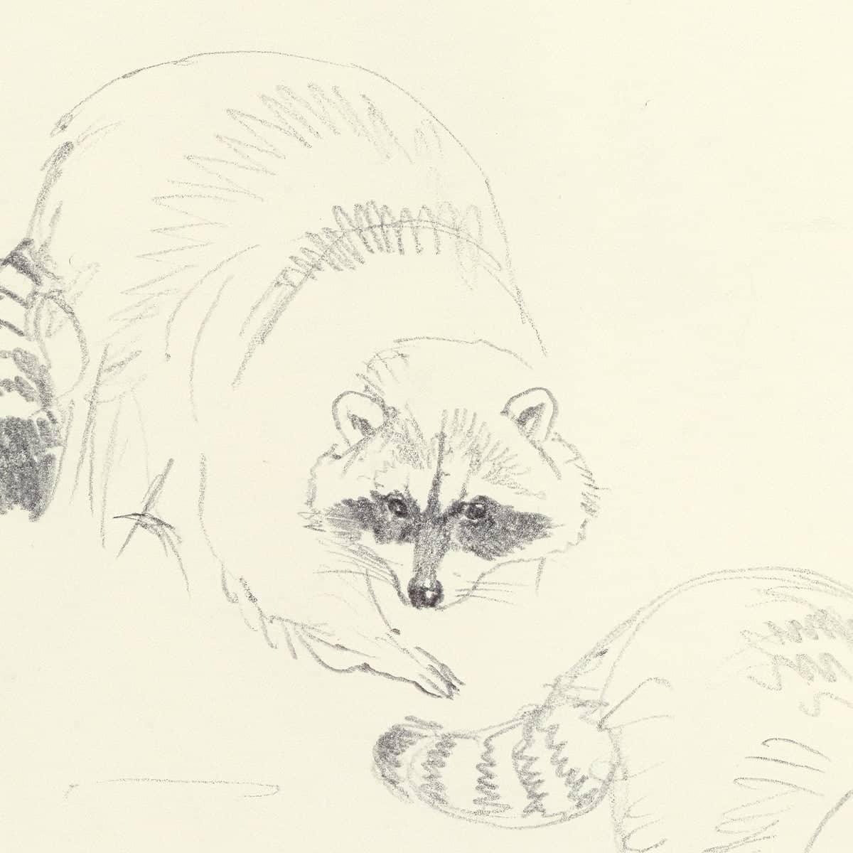 Raccoon Study - Art Print | Artwork by Glen Loates