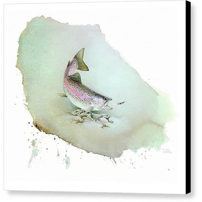 Rainbow Trout - Canvas Print | Artwork by Glen Loates