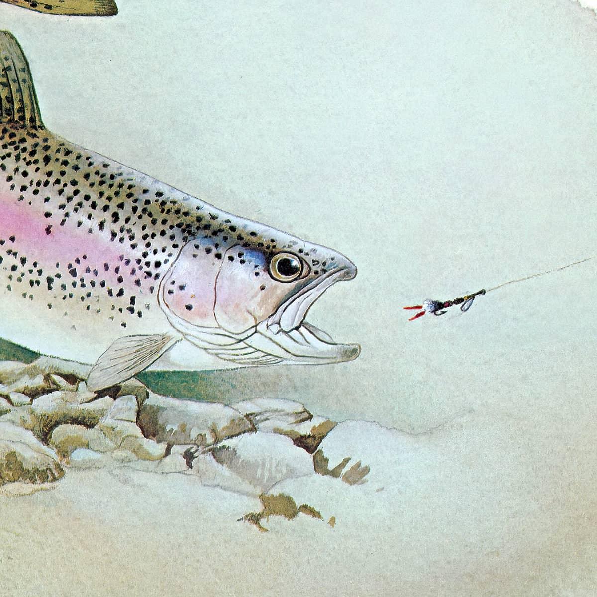 Rainbow Trout - Framed Print | Artwork by Glen Loates