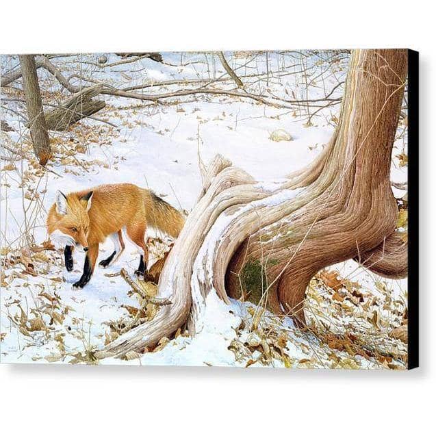 Red Fox and Cedar - Canvas Print | Artwork by Glen Loates
