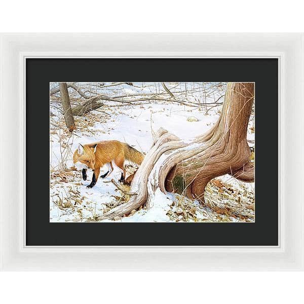 Red Fox and Cedar - Framed Print | Artwork by Glen Loates