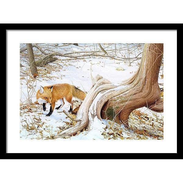 Red Fox and Cedar - Framed Print | Artwork by Glen Loates