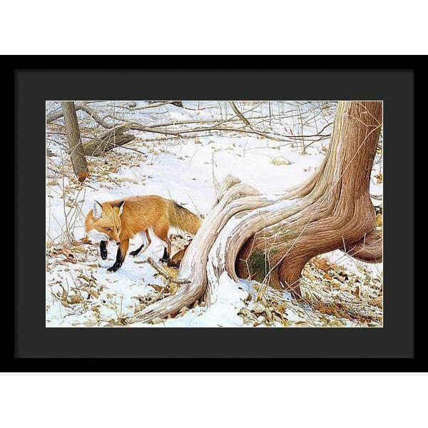 Red Fox and Cedar - Framed Print | Artwork by Glen Loates