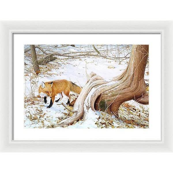 Red Fox and Cedar - Framed Print | Artwork by Glen Loates