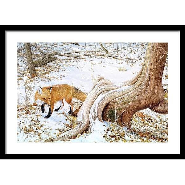 Red Fox and Cedar - Framed Print | Artwork by Glen Loates