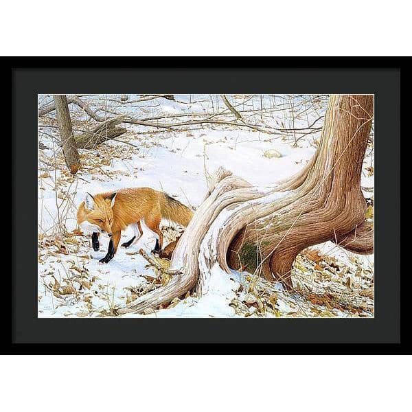 Red Fox and Cedar - Framed Print | Artwork by Glen Loates