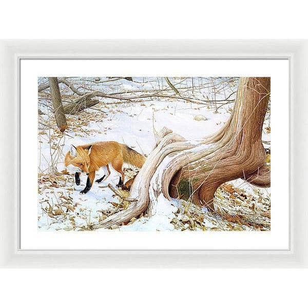 Red Fox and Cedar - Framed Print | Artwork by Glen Loates