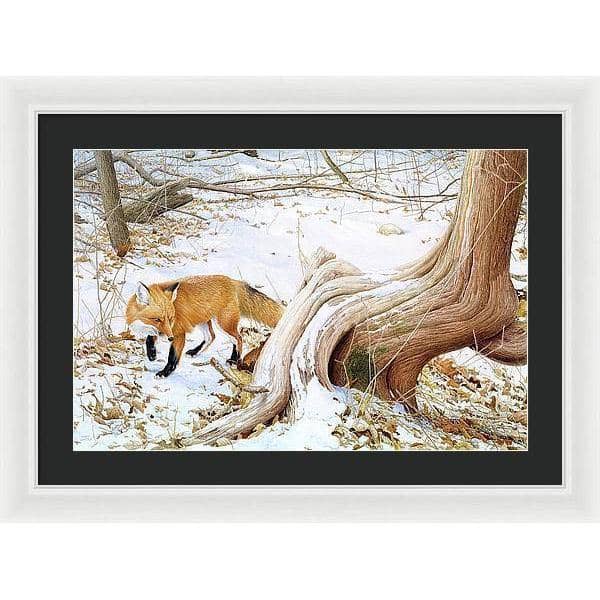 Red Fox and Cedar - Framed Print | Artwork by Glen Loates