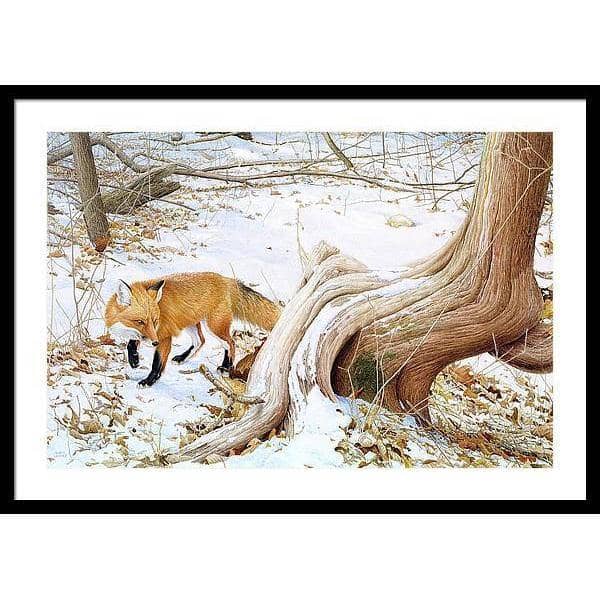 Red Fox and Cedar - Framed Print | Artwork by Glen Loates