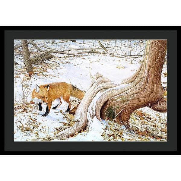 Red Fox and Cedar - Framed Print | Artwork by Glen Loates