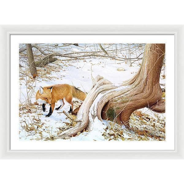 Red Fox and Cedar - Framed Print | Artwork by Glen Loates