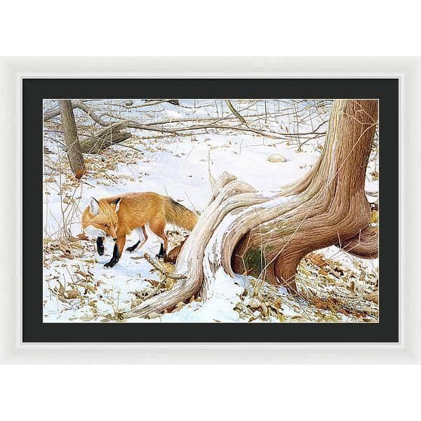 Red Fox and Cedar - Framed Print | Artwork by Glen Loates