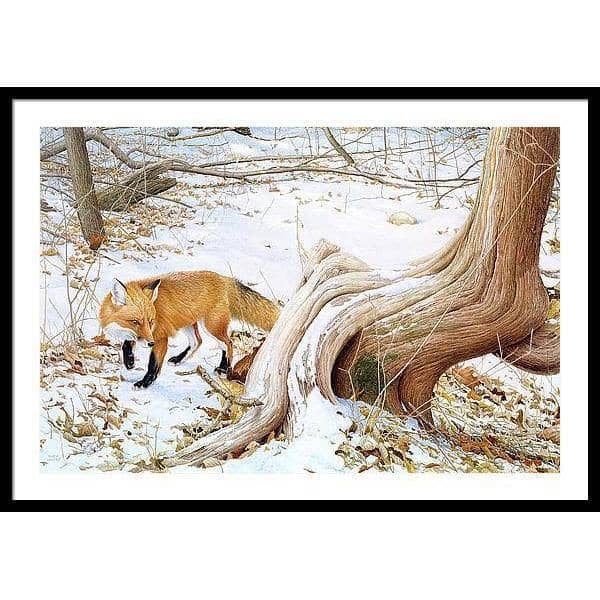 Red Fox and Cedar - Framed Print | Artwork by Glen Loates