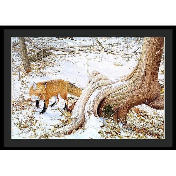 Red Fox and Cedar - Framed Print | Artwork by Glen Loates