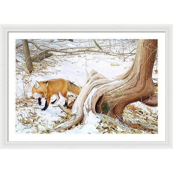 Red Fox and Cedar - Framed Print | Artwork by Glen Loates