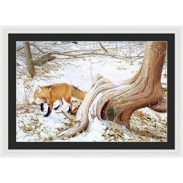 Red Fox and Cedar - Framed Print | Artwork by Glen Loates