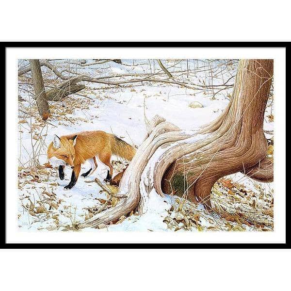 Red Fox and Cedar - Framed Print | Artwork by Glen Loates