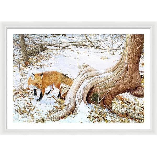 Red Fox and Cedar - Framed Print | Artwork by Glen Loates