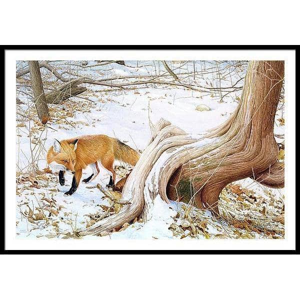 Red Fox and Cedar - Framed Print | Artwork by Glen Loates